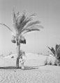 'Date palm & Jacko', 3rd County of London Yeomanry (Sharpshooters), Egypt, 1943