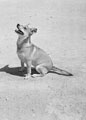 'Mary', Egypt, 1942