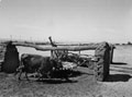'Irrigation of the primitive type', Egypt, 1943