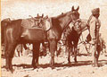 A sowar of the 28th Light Cavalry in Persia, 1918 (c)