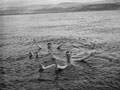'Swimming in the Dead Sea', 1943