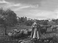 'Arab Shepherd with flock', Jerusalem, Palestine, 1943
