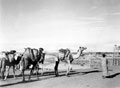 Camel train on the Mena Road, Egypt, 1943