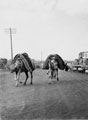 'Camel train', Egypt, 1943 (c)