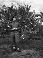'Doug Endacott in an orange grove.', 3rd County of London Yeomanry (Sharpshooters), Egypt, 1943 (c)