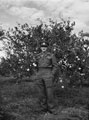 'Jimmy Sale in an orange grove', 3rd County of London Yeomanry (Sharpshooters), Egypt, 1943 (c).