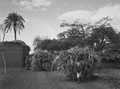 'Camels carrying sugar cane', Egypt, 1943 (c)