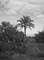 'Jimmy in the orange grove', 3rd County of London Yeomanry (Sharpshooters), Egypt, 1943 (c)