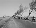 'Native wedding procession' on a road between Cairo and Alexandria, Egypt, 1943 (c).