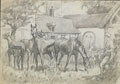 'With the remounts', France, 1915 (c)