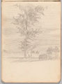 Sketch of a tree, World War One (1914-1918)