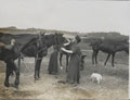 Two members of the First Aid Nursing Yeomanry grooming their horses, 1914-1918 (c)