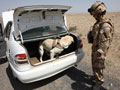 Military Working Dog searching a vehicle, Helmand Province, Afghanistan, 2009