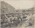 Indian Army camel transport, 1919