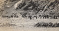 'Camel Caravan', India, North West Frontier, 1937