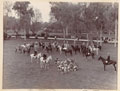 The Peshawar Vale Hunt, 1896 (c)