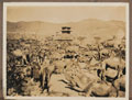 Camels in Waziristan, 1920 (c)
