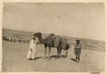 JR Crispin of the Buckinghamshire Yeomanry with camels and their driver, Egypt, 1916