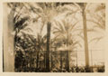 Date palms in Egypt, 1916 (c)