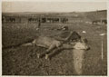 Dead horses in Palestine, 27 December 1917