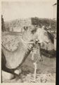 Portrait of a camel, 1916 (c)
