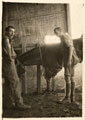 Two British soldiers with a hobbled horse, 1916 (c)