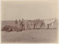 Dying horses, 1900 (c)