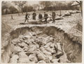 Burying dead war horses on the Continent, 1916 (c)
