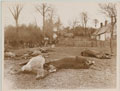 'Horses fallen in battle on the Continent', 1916 (c)