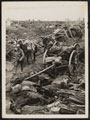 Dead horses, 1916 (c)