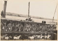 Steamer carrying 21st Lancers between Assouan and Wadi Halfa, August, 1898