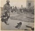 'Wassa', battalion dog, Queen's Own Cameron Highlanders, 1898