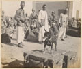 'Wassa', battalion dog, Queen's Own Cameron Highlanders, Luxor, Egypt, 1898.