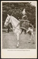 Drum horse of the 1st (King's) Dragoon Guards, 1912 (c)