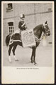 Drum Horse of the 13th Hussars, 1912 (c)