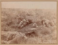 'Spion Kop Natal. Jan 26th 1900. A try for the rock.', British casualties, 1900
