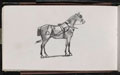 Study of a horse in harness, 1873