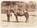 Jimson the mule, 1904