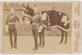 A horse of the 3rd (Prince of Wales's) Dragoon Guards prepared for the funeral of the Duke of Clarence, 20 January 1892