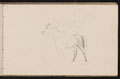 Study of horse, 1893