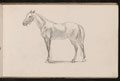 Study of horse, 1893