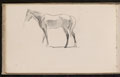 Study of a horse, 1893 (c)