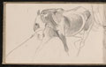 Study of a horse, 1893 (c)