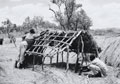 Basha-building in the bush, 4th (Uganda) Battalion, King's African Rifles, 1956 (c)