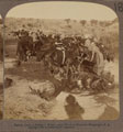 Watering Artillery horses, Welgelegen, South Africa, 1899