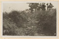 Turkish dead at Chocolate Hill, Suvla Bay, Gallipoli, 1915