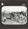 A veterinary section attending to a wounded mule, November 1916