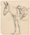 Study of a mule, 1916 (c)