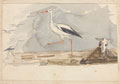 White stork, 1854 (c)
