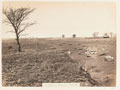 The bones of cattle on the Bronkhorstspruit battlefield, 1880 (c)